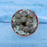 Lithops sp. (Литопсы)