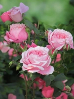 Роза шраб Дитэр Мюллер