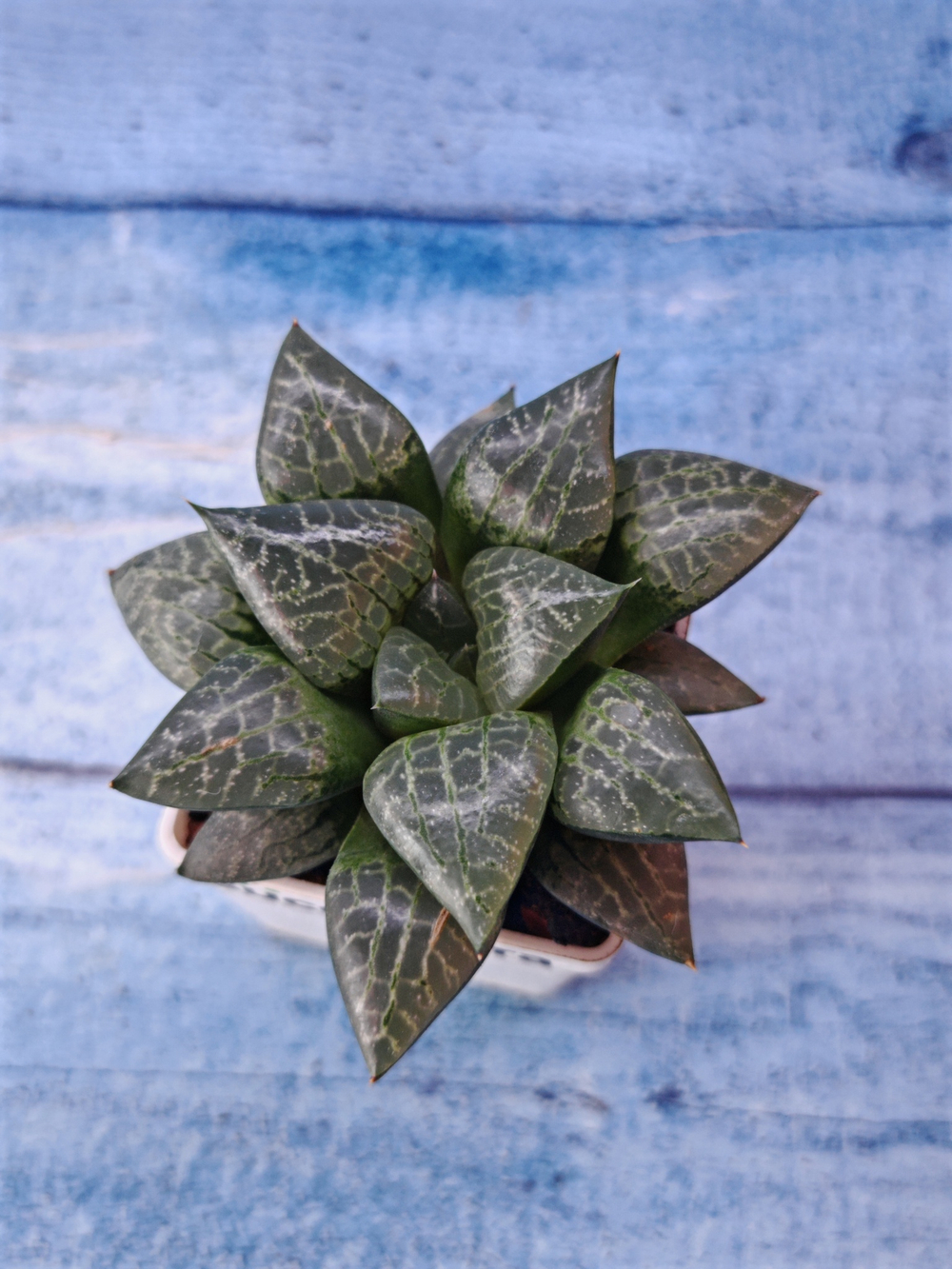 Haworthia Bayeri x Comptoniana (Хавортия)