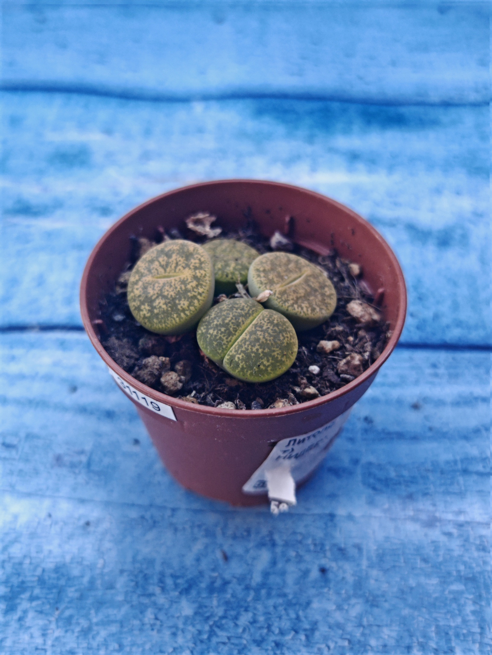 Lithops sp. (Литопсы)