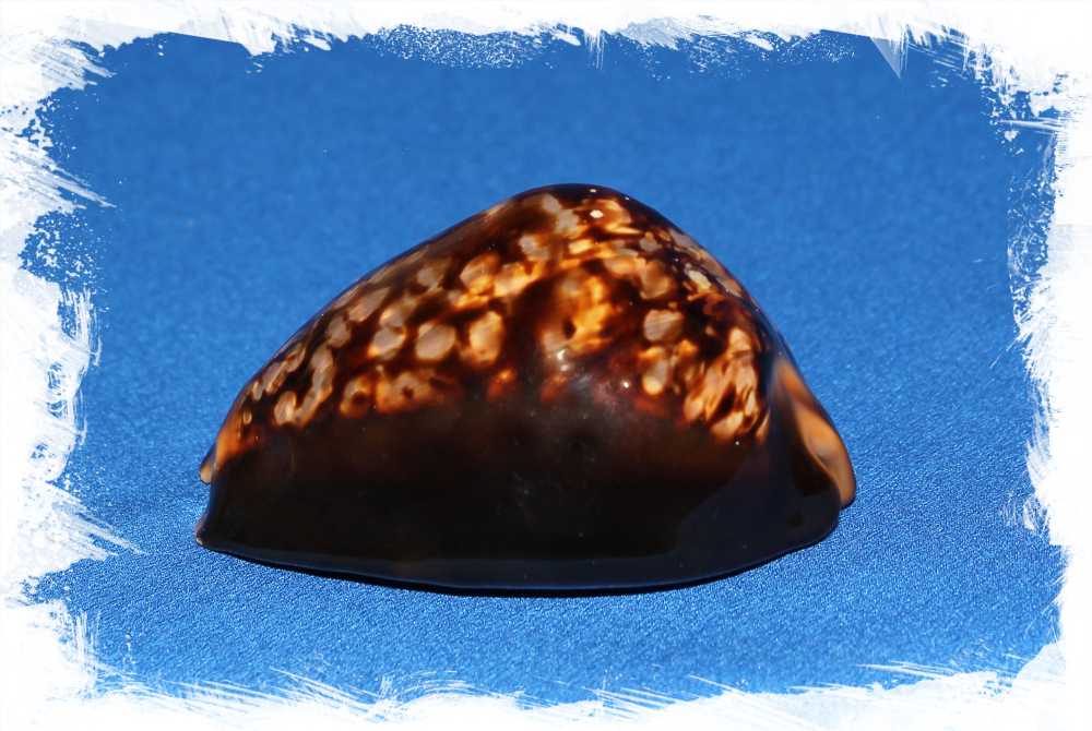 Ципрея Мавританская, 5-8см, 1шт