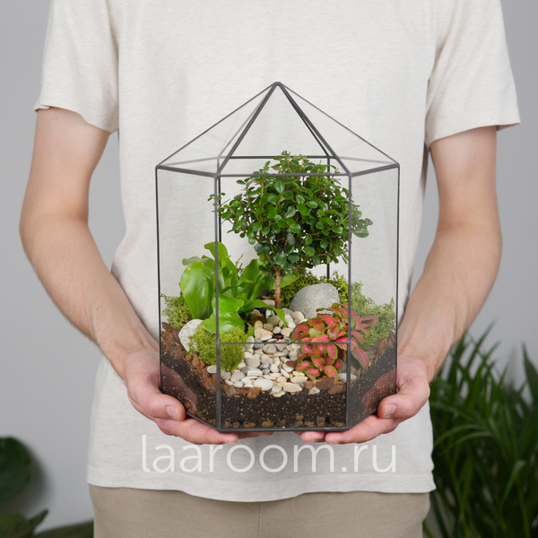 Готовый флорариум бонсай Мирсина Хижина