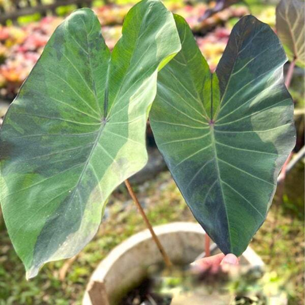 Колоказия BLACK FORESTA