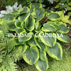 Хоста гибридная Абиква Мунбим