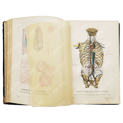 Ранке, И. Человек. В 2 т.,Т. 1-2. – СПб.: Типография товарищества «Просвещение», 1903;