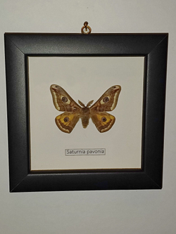 Сатурния Павония в рамке