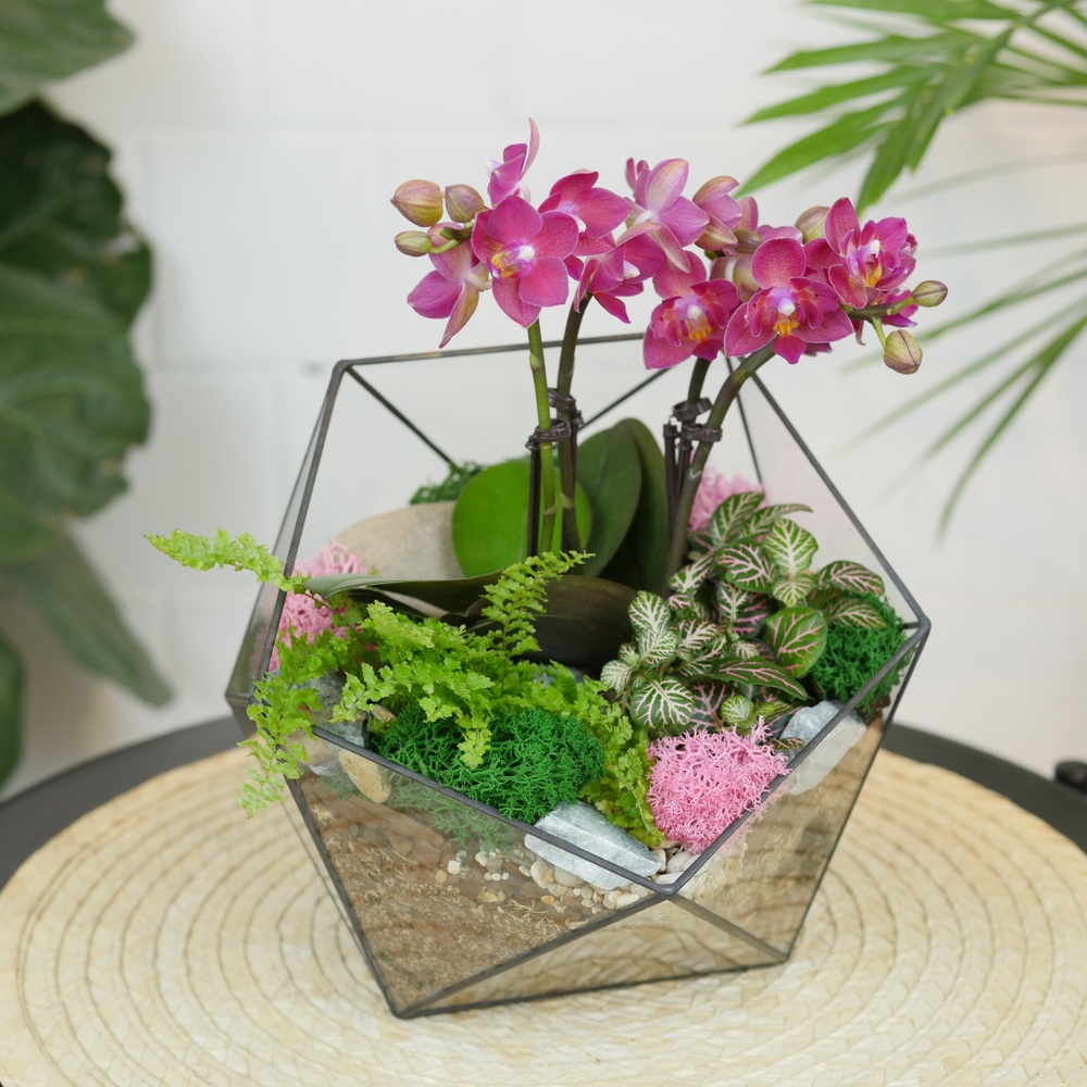Готовый флорариум с лиловой орхидеей Икос