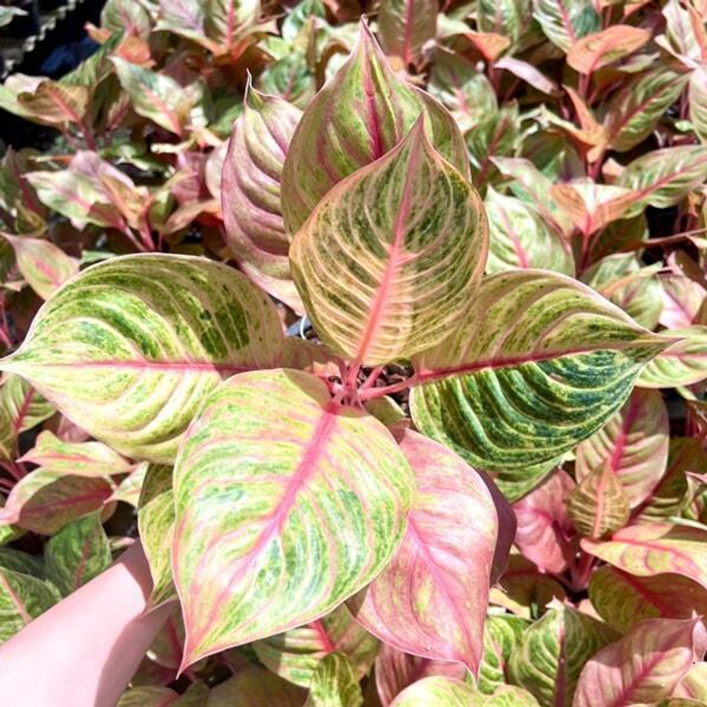 Аглаонема JULIE