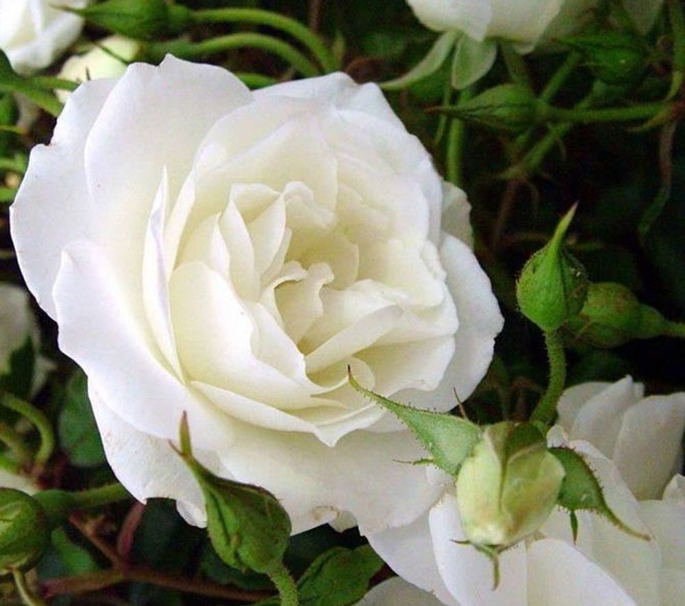 Роза плетистая Белая Кокарда