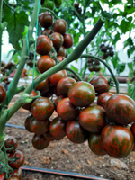 Томат Полосатый рейс 0,1г