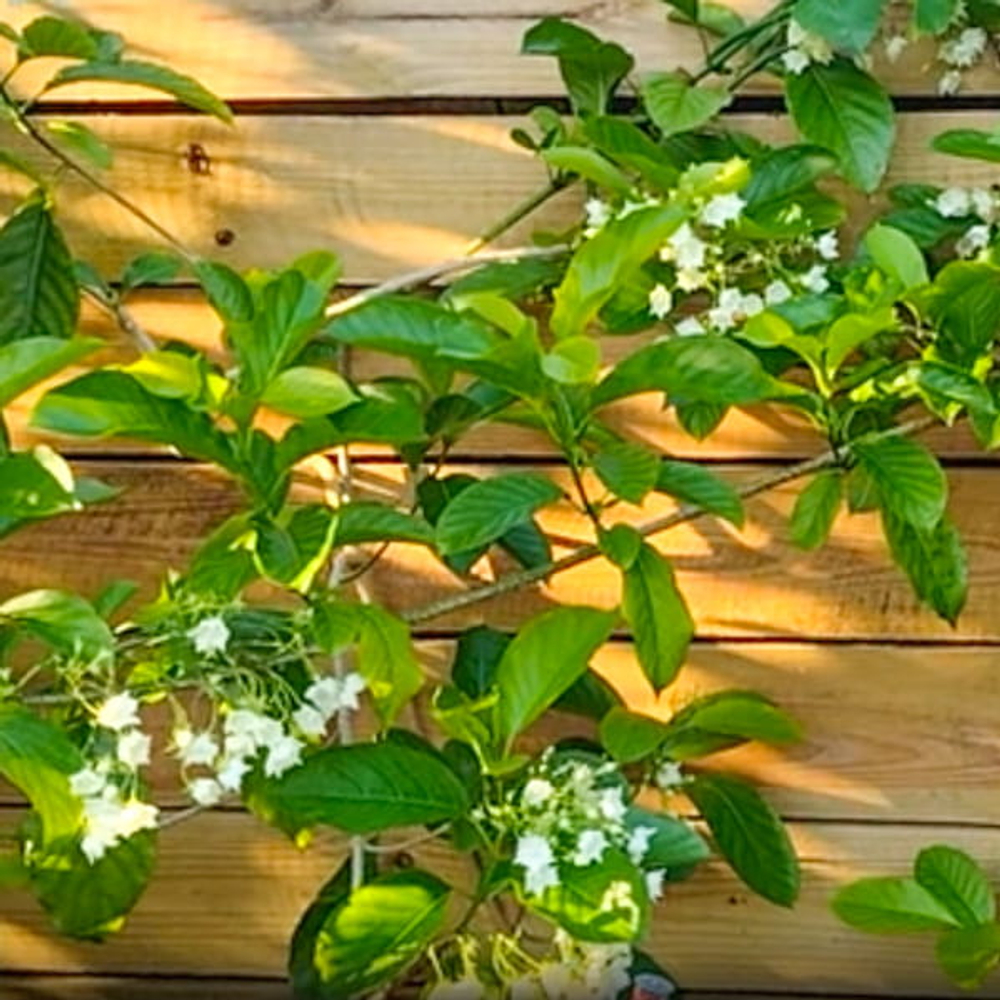 Валларис глабра – Vallaris glabra