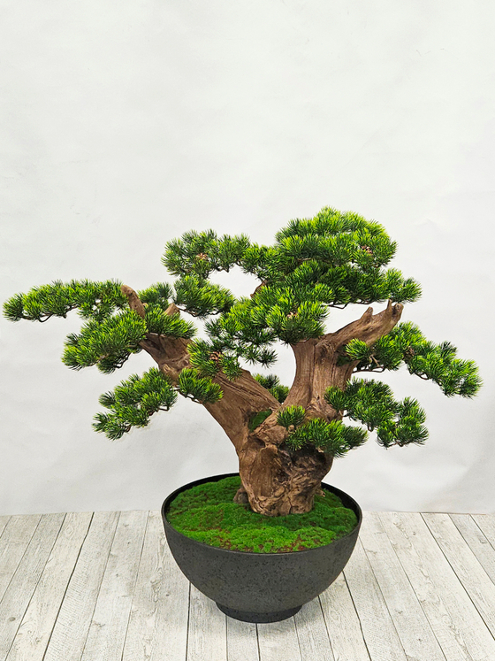 Бонсай Сосна 70см в кашпо лофт