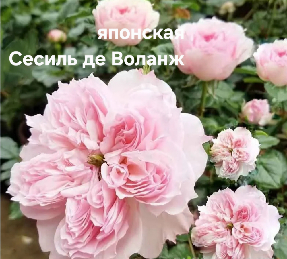 Саженцы роз японская СЕСИЛЬ ДЕ ВАЛЬЯЖ