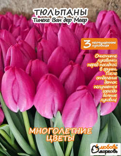 Тюльпан Луковица, Тинеке Ван дер Меер, 3+шт