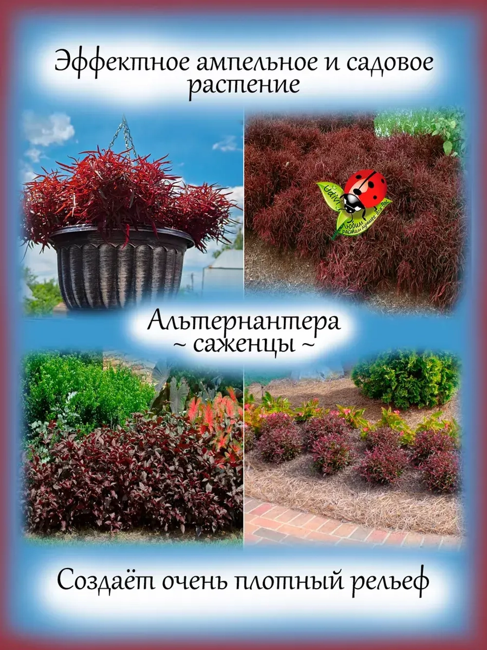 Альтернантера ампельная красная