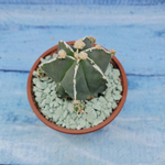 Astrophytum Myriostigma "Hakujo Fukuryu"  (Астрофитум)