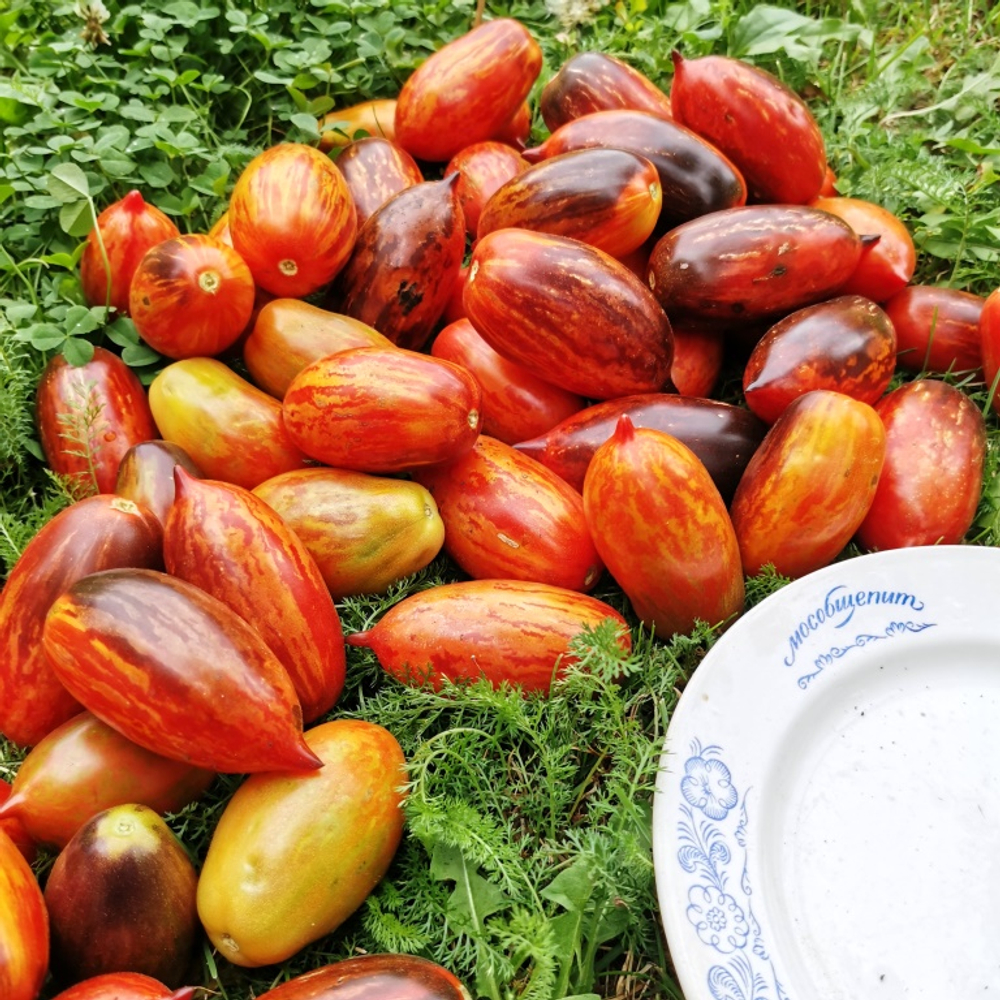 Помидоры - Гном Бой с Тенью