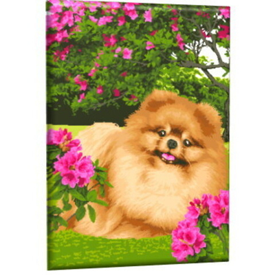 Картина рисование по номерам 40*50 см «Шпиц» GLA35