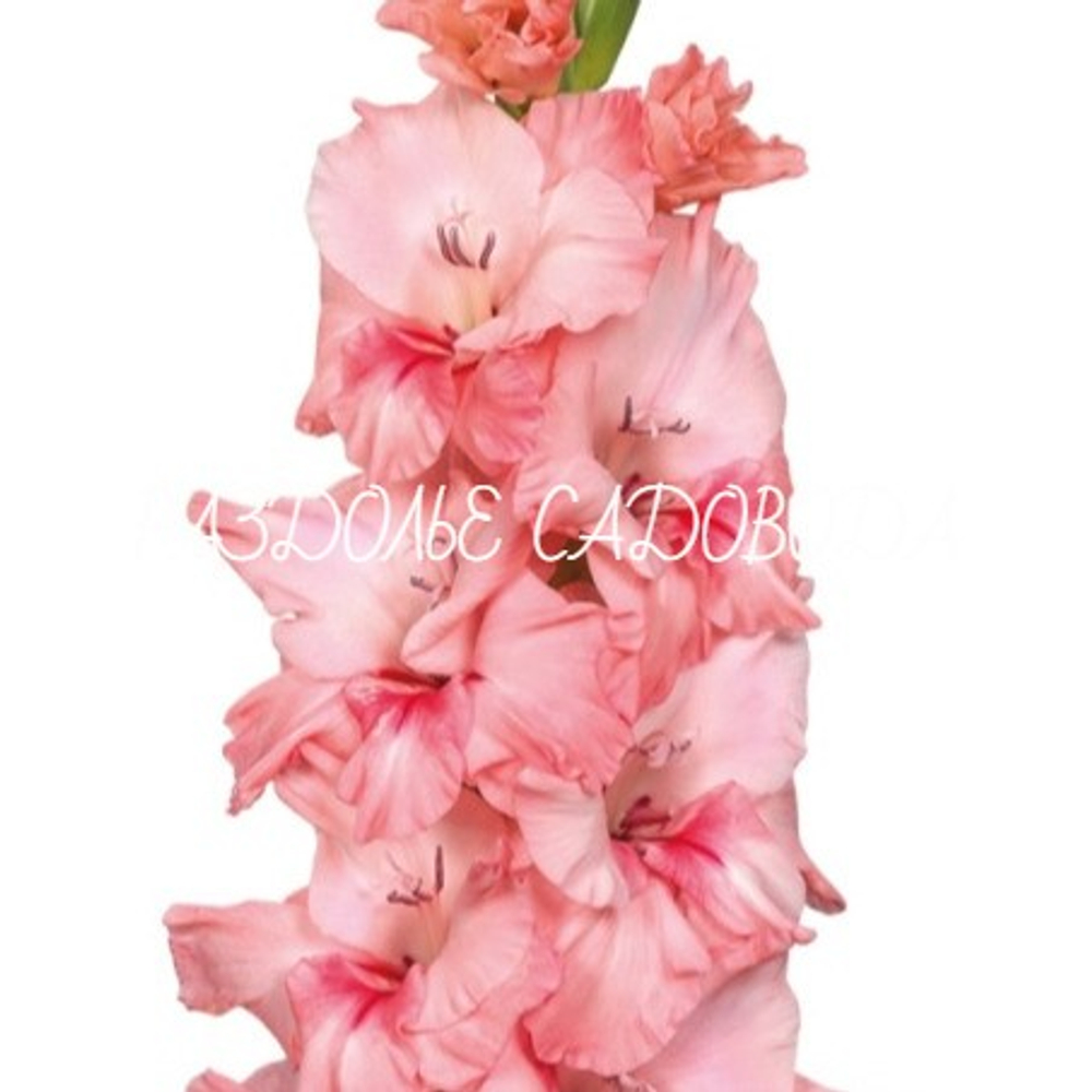 Гладиолус Адреналин (в упаковке 3шт)