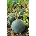 Семена Арбуз Скороспелка (Марс) 1гр Б/П