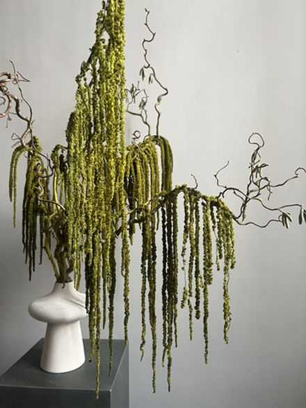 Амарант стабилизированный зеленый