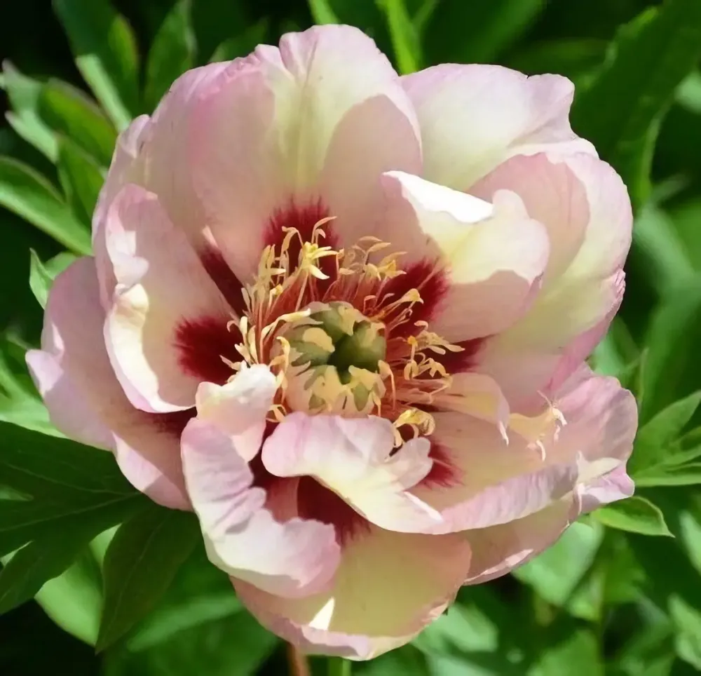 Пион Пастель Лилас 3-5 почек Закупка М81 октябрь 2026