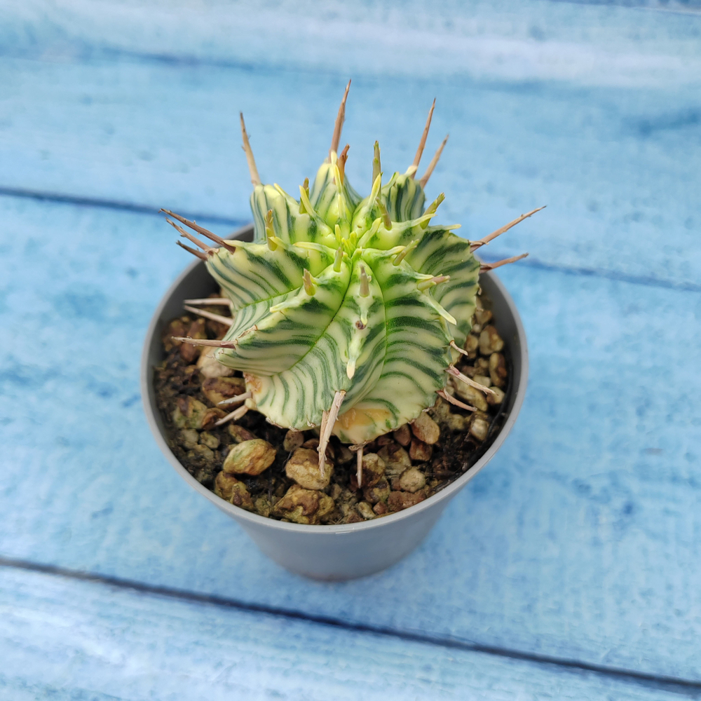 Euphorbia meloformis f. Variegated (Эуфорбия вариегатная)