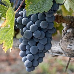 Зинфандель (Zinfandel) - чёрный сорт винограда