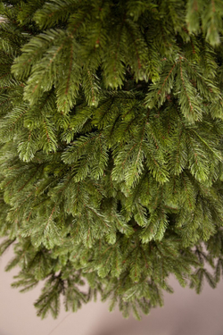 Ель 305см Black Box Коттеджная зеленая