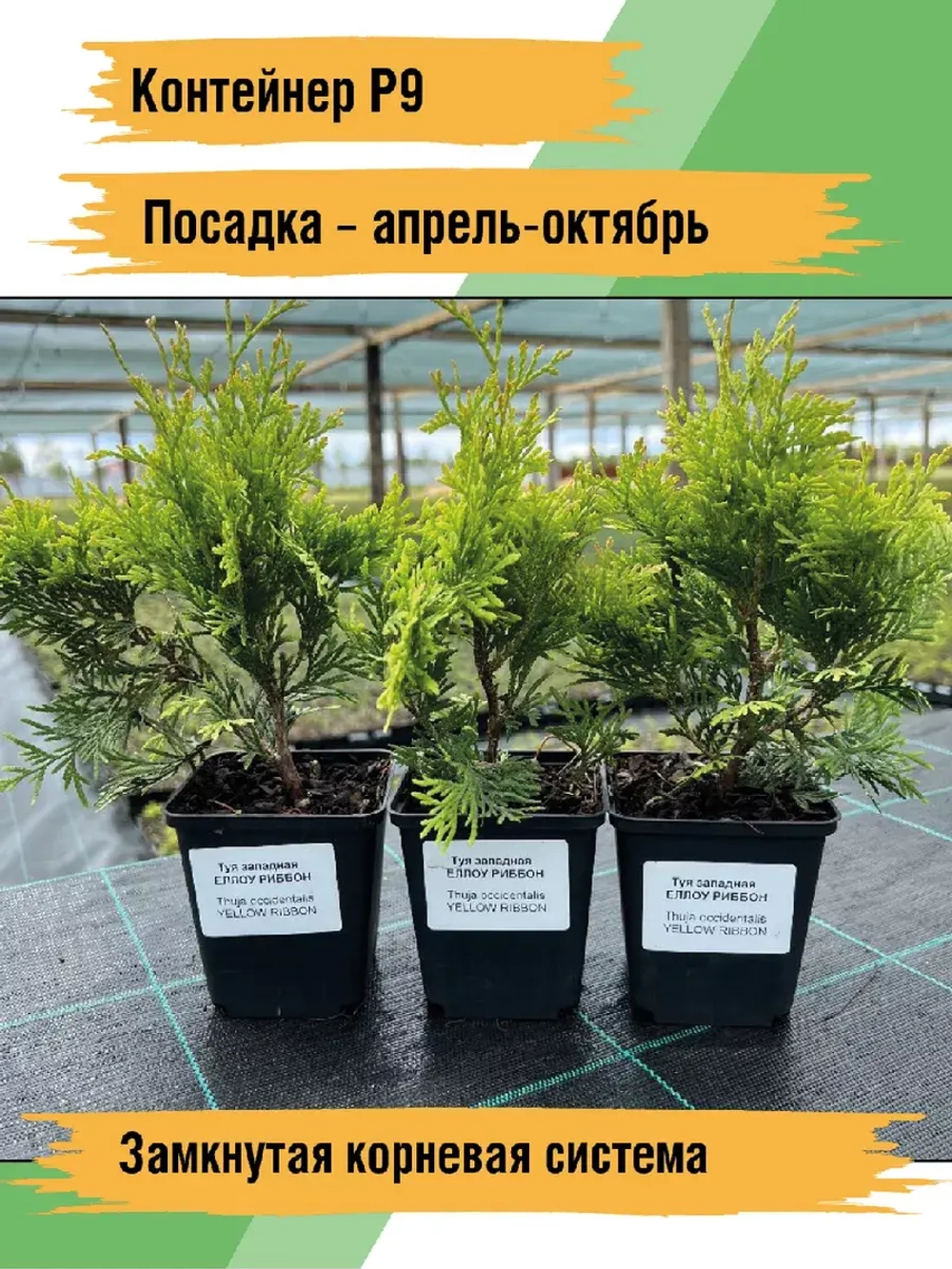 Туя саженец западная Еллоу риббон хвойные
