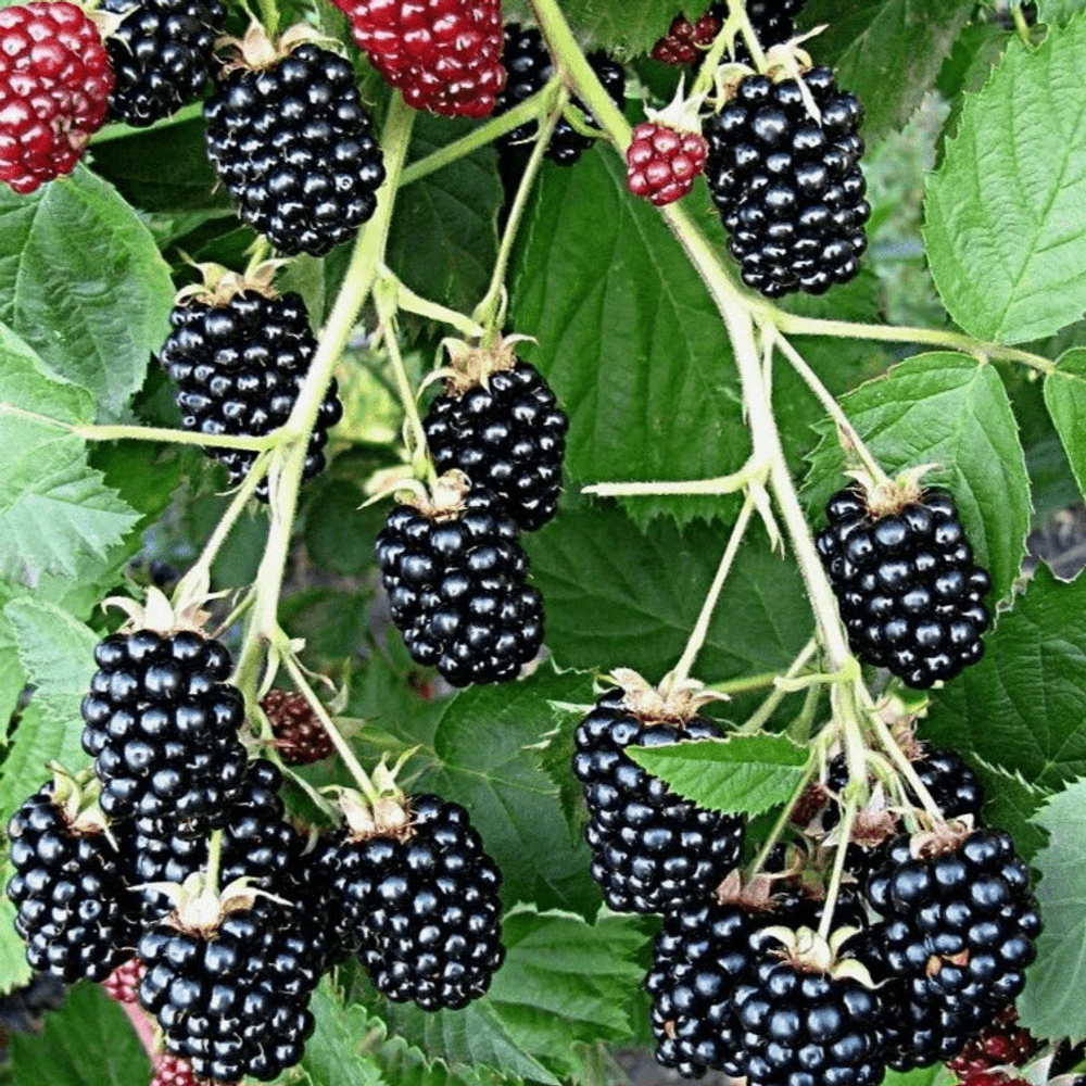 Ежевика Кэддо Закупка М71 июнь 2026