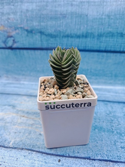 Crassula Buddha Temple (Крассула Храм Будды)