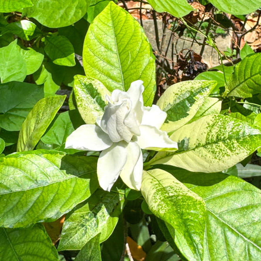 Гардения махровая вар – Double gardenia var