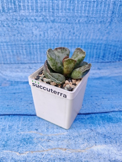 Adromischus Cooperi (Адромискус)