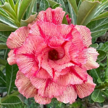 Адениум MY LINH 23