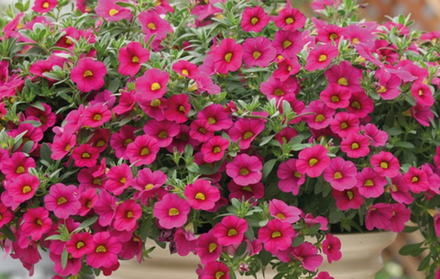 ЕВРО Калибрахоа Million Bells Trailing Fuchsia укореннный черенок ОКС конец декабря