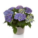 Hi Ocean ( Хай Оушэн) Р9