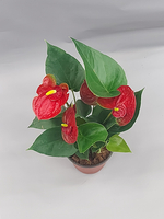 Антуриум Саксес Ред 12/36