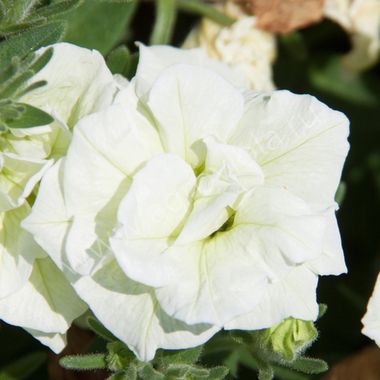 32137 SWEETSUNSHINE (DOUBLE FLOWERED) PEARL