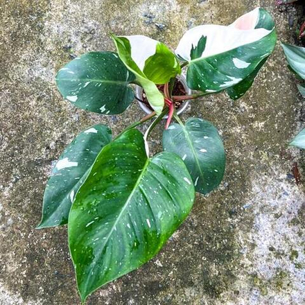 Филодендрон WHITE PRINCESS