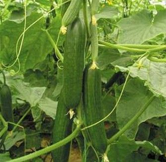 Кафкас F1 семена огурца партенокарпического (Seminis / Семинис) – фото 2