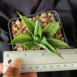 Сансевиерия ROOKIE VAR