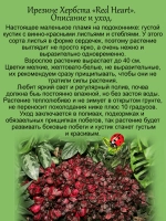 Ирезине Хербста Красное сердце