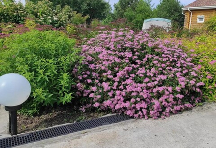 Спирея японская Литл Принсесс Р9