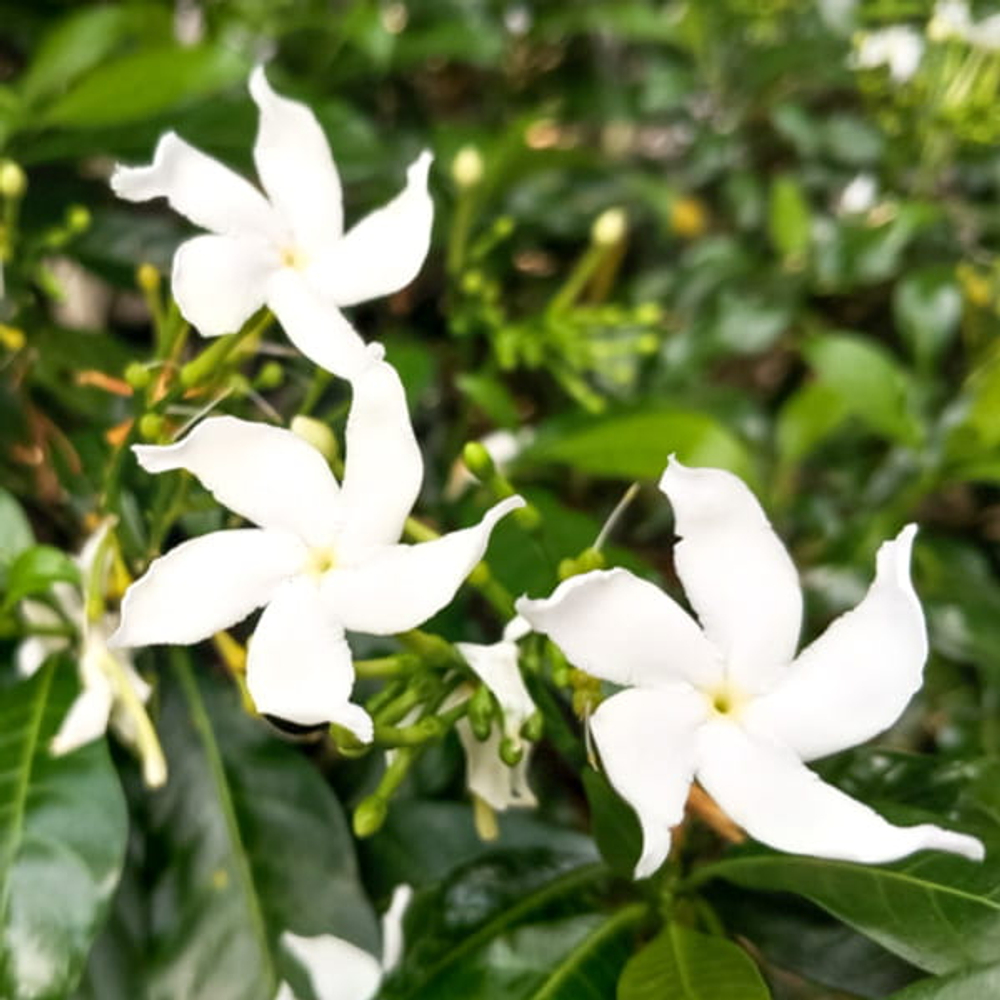 Табернемонтана ориенталис – Tabernaemontana orientalis