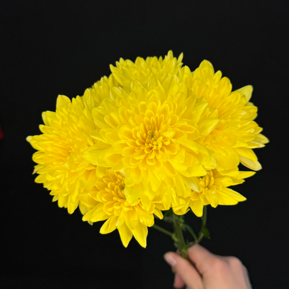 Хризантема кустовая Желтая / 1 шт