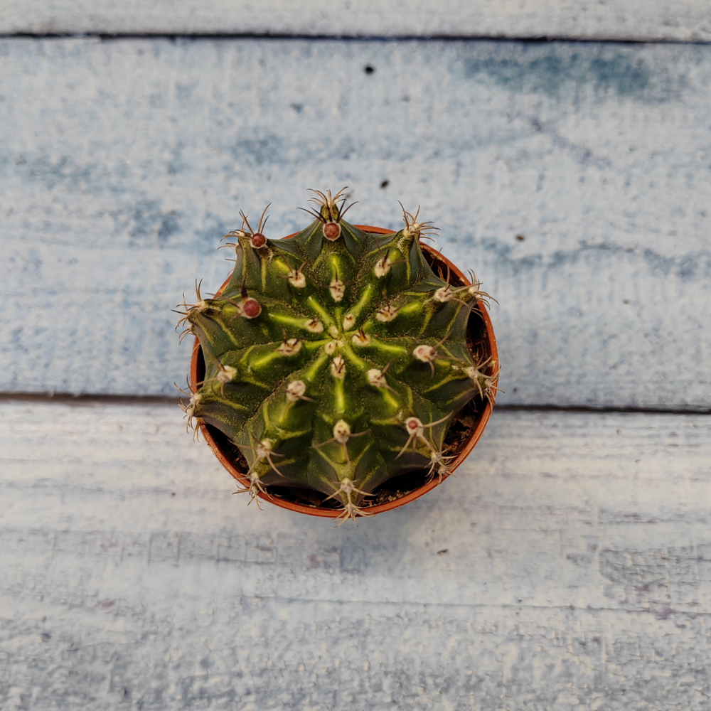Gymnocalycium Friedrichii (Гимнокалициум)