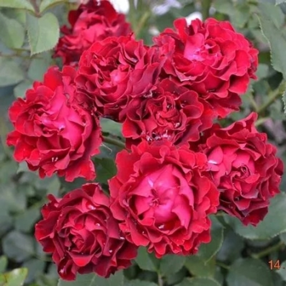 Роза чайно-гибридная Омаж о Барбара С4