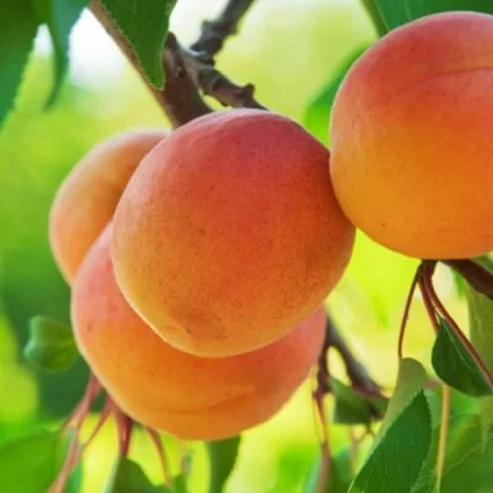 Абрикос Липецкий