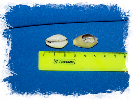 Срез Ципреи Монеты